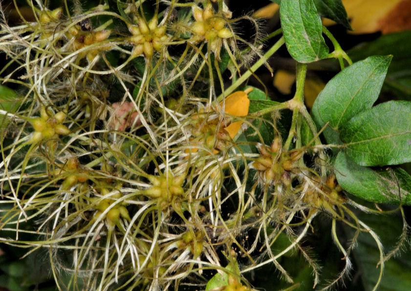 Clematis vitalba / Clematide vitalba